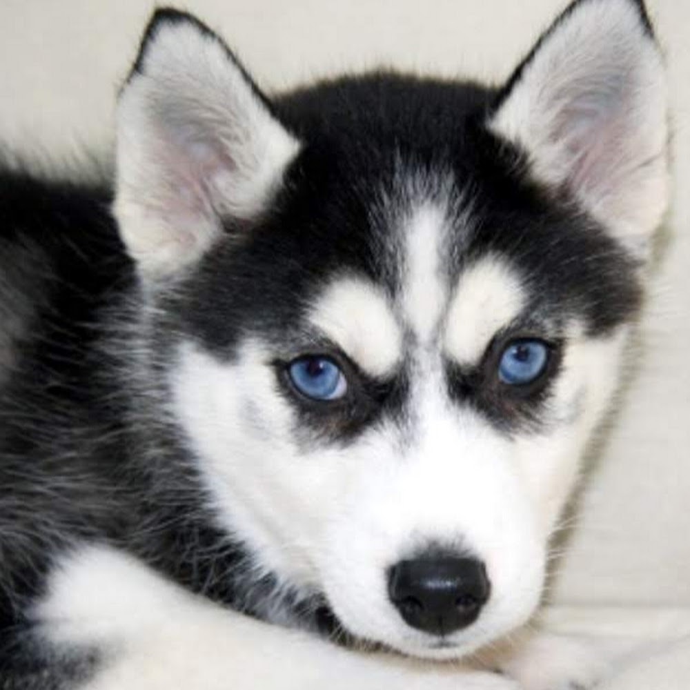 Meet your Posher, Kylin